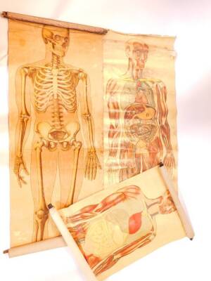 Two Ruddiman Johnston & Co Ltd anatomical wall posters, each showing skeletons, 151cm high, 53cm wide., together with a Educational Supply Association anatomical posters, 151cm high, 53cm wide. (3)