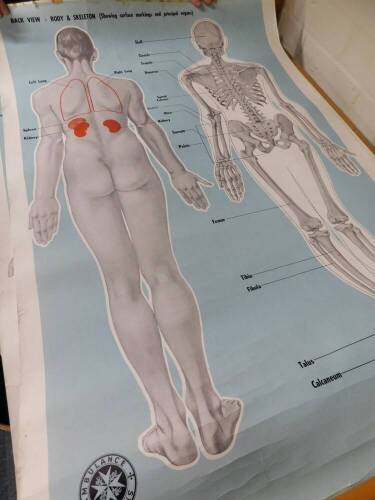 Seven anatomical posters by The Soman - Wherry Press Ltd Norfolk, For The Order Of St Johns Ambulance, comprising front and back view, body and skeleton and circulation, each 93cm high, 65cm wide.