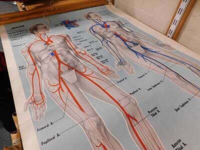 Seven anatomical posters by The Soman - Wherry Press Ltd Norfolk, For The Order Of St Johns Ambulance, comprising front and back view, body and skeleton and circulation, each 93cm high, 65cm wide. - 3