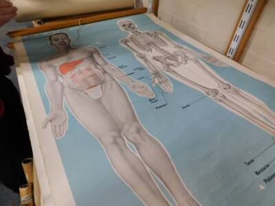 Seven anatomical posters by The Soman - Wherry Press Ltd Norfolk, For The Order Of St Johns Ambulance, comprising front and back view, body and skeleton and circulation, each 93cm high, 65cm wide. - 4