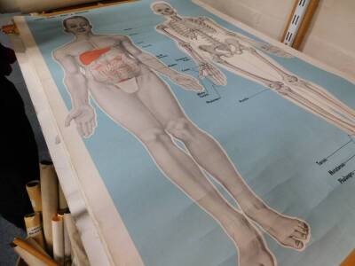 Seven anatomical posters by The Soman - Wherry Press Ltd Norfolk, For The Order Of St Johns Ambulance, comprising front and back view, body and skeleton and circulation, each 93cm high, 65cm wide. - 5