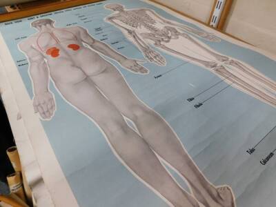 Seven anatomical posters by The Soman - Wherry Press Ltd Norfolk, For The Order Of St Johns Ambulance, comprising front and back view, body and skeleton and circulation, each 93cm high, 65cm wide. - 6