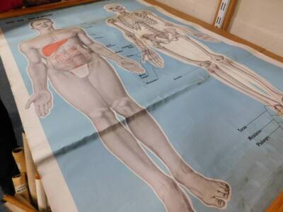 Seven anatomical posters by The Soman - Wherry Press Ltd Norfolk, For The Order Of St Johns Ambulance, comprising front and back view, body and skeleton and circulation, each 93cm high, 65cm wide. - 7