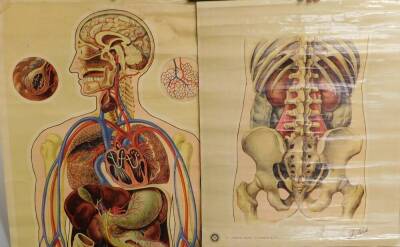 Four J Teck anatomical posters, for The St John Ambulance Association, comprising Fractures of the Leg, Foot and Hand., New Circulation., Breaks of the Finger, Foot , Hand, etc., and General Anatomy II. Various sizes.