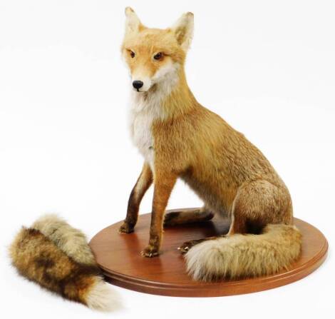 A 20thC taxidermied fox, in seated pose on an oval oak base, with two extra brushes, unmarked, 64cm high.