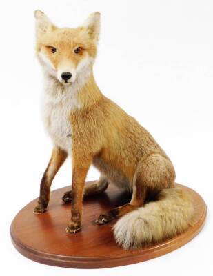 A 20thC taxidermied fox, in seated pose on an oval oak base, with two extra brushes, unmarked, 64cm high. - 2