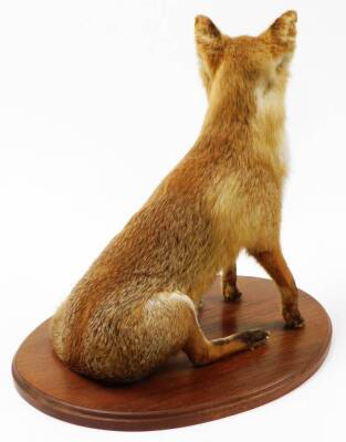 A 20thC taxidermied fox, in seated pose on an oval oak base, with two extra brushes, unmarked, 64cm high. - 3