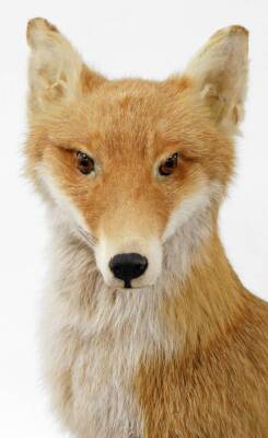 A 20thC taxidermied fox, in seated pose on an oval oak base, with two extra brushes, unmarked, 64cm high. - 4