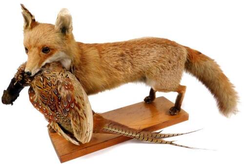 A 20thC taxidermied fox group with dead pheasant to the mouth, on a rectangular wooden plinth base, unmarked, 48cm high.