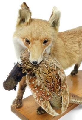 A 20thC taxidermied fox group with dead pheasant to the mouth, on a rectangular wooden plinth base, unmarked, 48cm high. - 3