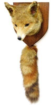 A good 20thC taxidermied fox head and brush group, on oak shield back, 27cm high.