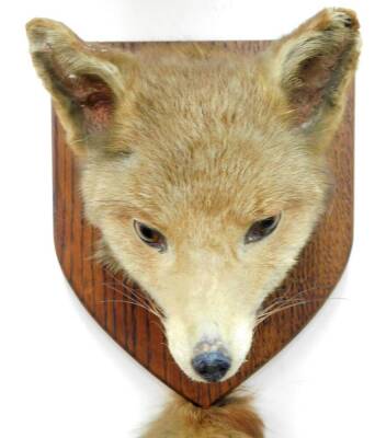 A good 20thC taxidermied fox head and brush group, on oak shield back, 27cm high. - 2