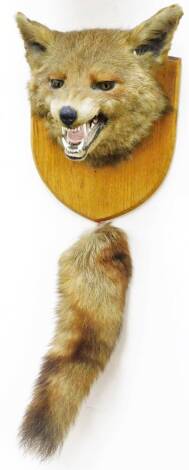 A good 20thC taxidermied fox head and brush group, on oak shield back, 25cm high.