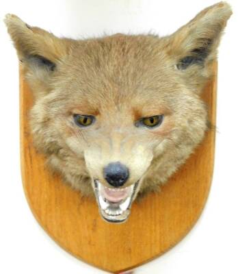 A good 20thC taxidermied fox head and brush group, on oak shield back, 25cm high. - 2