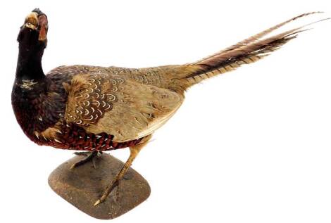 A 20thC taxidermied cock pheasant, by P Mercha, Uppingham, on shaped base, 37cm high, with label.