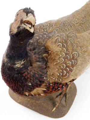 A 20thC taxidermied cock pheasant, by P Mercha, Uppingham, on shaped base, 37cm high, with label. - 2