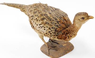 A 20thC taxidermied pheasant, by P Mercha, Uppingham, on shaped base, 25cm high, with label. - 2