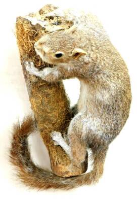 A 20thC taxidermied group of a squirrel on tree bough, unmarked, 17cm high.