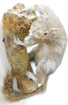 A 20thC taxidermied group of a squirrel on tree bough, unmarked, 17cm high. - 2