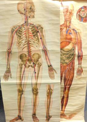 Two J Teck anatomical posters for The St John Ambulance Association, comprising skeleton and general anatomy, each 156cm high, 73cm wide.