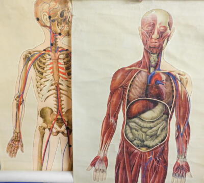 Two J Teck anatomical posters for The St John Ambulance Association, comprising skeleton and general anatomy, each 156cm high, 73cm wide.