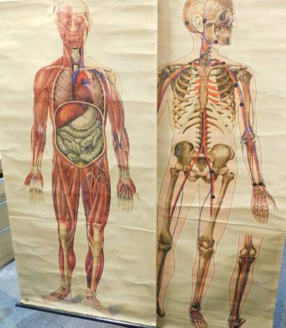 Two J Teck anatomical posters for The St John Ambulance Association, comprising skeleton and general anatomy, each 156cm high, 73cm wide, together with a general anatomy poster. (3)