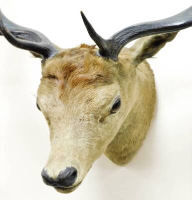 A 20thC taxidermied seven point deer head, 60cm high. - 2