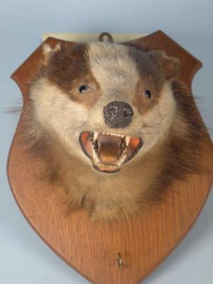 A taxidermy badgers head on an oak shield