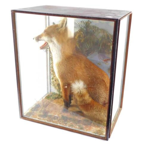 Taxidermy: a figure of a seated fox, cased, 67cm high, 59cm wide, 40cm deep.
