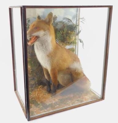 Taxidermy: a figure of a seated fox, cased, 67cm high, 59cm wide, 40cm deep. - 2