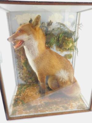 Taxidermy: a figure of a seated fox, cased, 67cm high, 59cm wide, 40cm deep. - 3