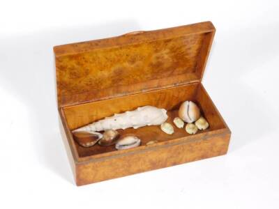 A 19thC burr walnut rectangular box, with hinged lid, 17cm high, 9cm wide, 5cm deep, and a small collection of shells. - 2