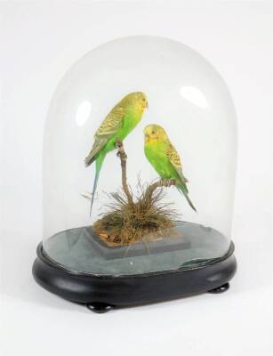 A pair of Victorian taxidermy specimens of green Budgerigars, mounted on a naturalistic base, within a glass dome on an ebonised wooden base.