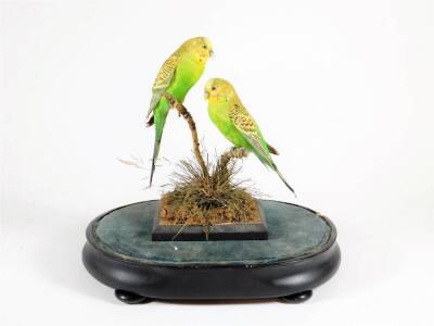 A pair of Victorian taxidermy specimens of green Budgerigars, mounted on a naturalistic base, within a glass dome on an ebonised wooden base. - 2