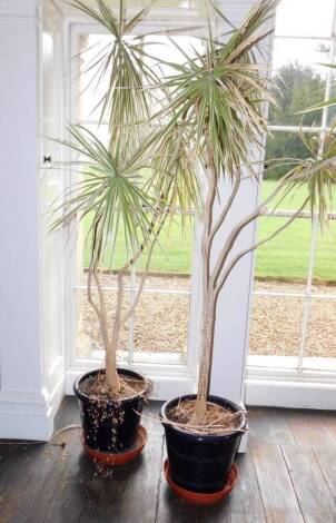 A pair of modern blue glazed planters with contents, 35cm diameter.