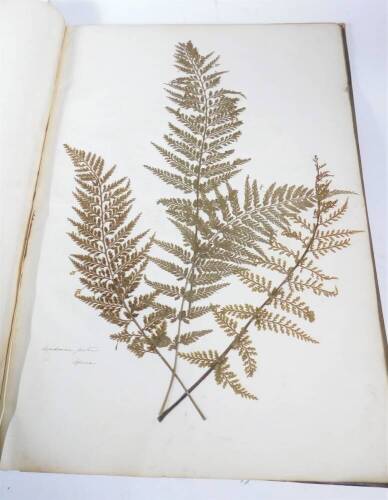 A 19thC portfolio book, bound in cloth and half leather, containing a collection of dried and pressed fern and bracken specimens, mainly with Latin annotations.