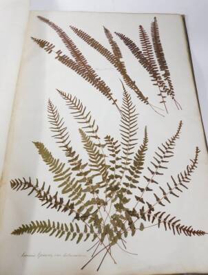 A 19thC portfolio book, bound in cloth and half leather, containing a collection of dried and pressed fern and bracken specimens, mainly with Latin annotations. - 4