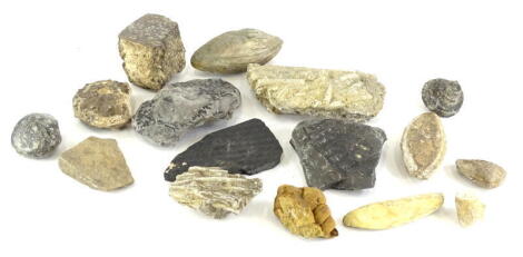 A collection of fossils, to include an ammonite, etc.