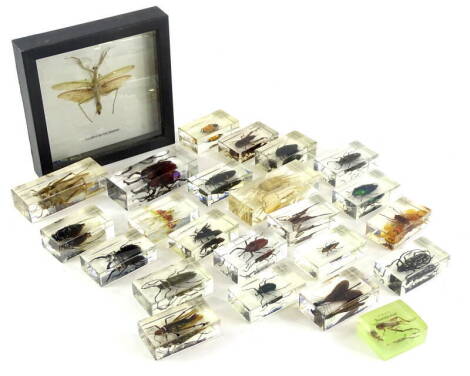 A collection of preserved insects, etc., to include beetles, a crab, etc.