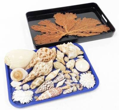 A collection of various exotic shells, from the British Isles and others, conch shells, sea shells and coral, etc. (2 trays)