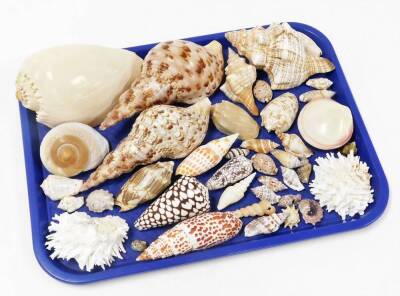 A collection of various exotic shells, from the British Isles and others, conch shells, sea shells and coral, etc. (2 trays) - 3