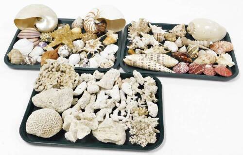 A collection of various exotic shells, from the British Isles and others. (3 trays)