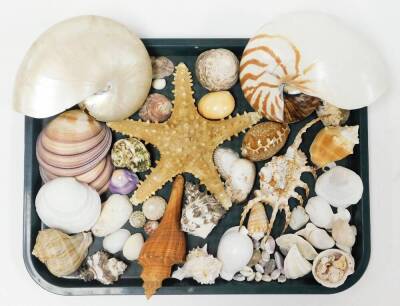 A collection of various exotic shells, from the British Isles and others. (3 trays) - 3