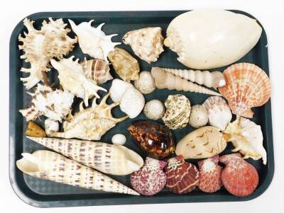 A collection of various exotic shells, from the British Isles and others. (3 trays) - 4