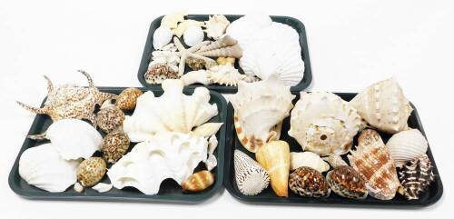 A collection of various exotic shells, from the British Isles and others. (3 trays)