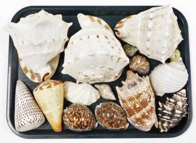 A collection of various exotic shells, from the British Isles and others. (3 trays) - 2