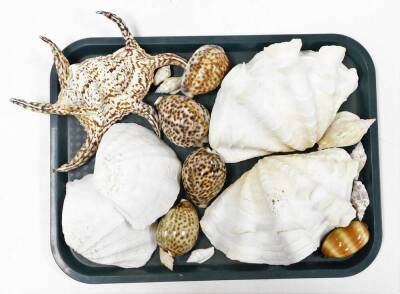 A collection of various exotic shells, from the British Isles and others. (3 trays) - 3