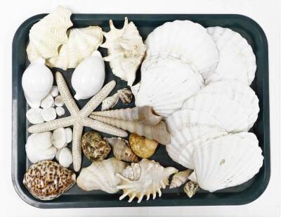 A collection of various exotic shells, from the British Isles and others. (3 trays) - 4