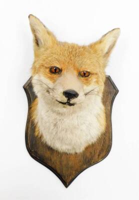 An early 20thC wall mounted foxes head, with taxidermist label J.E Shelbourne 21 Amy Street Braunstone Leicester, on a mahogany shield back, 35cm high, 20cm wide.