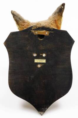 An early 20thC wall mounted foxes head, with taxidermist label J.E Shelbourne 21 Amy Street Braunstone Leicester, on a mahogany shield back, 35cm high, 20cm wide. - 2